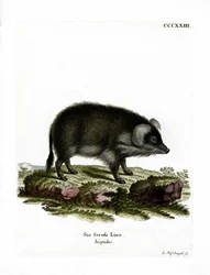 Wild Zwijn