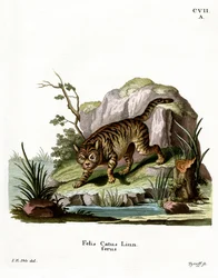Wilde Kat