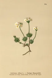 Wollige Rotsjasmijn (Androsace villosa)