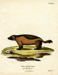Veelvraat