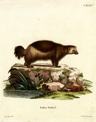 Veelvraat