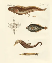 Wonderbaarlijke vissen