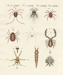 Wonderbaarlijke insecten