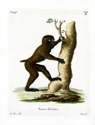 Hout Baviaan