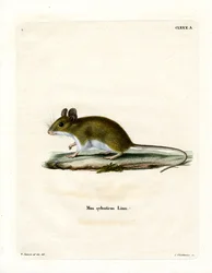 Bosmuis