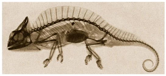 Röntgenfoto van een Kameleon, ca. 1890