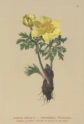 Gele Anemoon (Anemone sulfurea, Anemone sulphurea, Pulsatilla alpina)