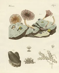 Zoöfyten en dierlijke planten