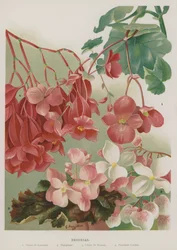 Begonia