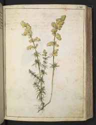 Een plant met geel blad, uit 