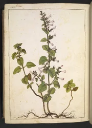 Acinos, Clinopodium: Meerjarige houtachtige plant met buisvormige bloemen, uit 
