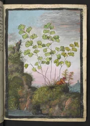 Adiantum capillus-veneris, uit "Schilderijen van Flora van de Romeinse Staten" door Gherardo Cibo