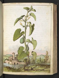 Aristolochia clematitis, uit "Schilderijen van Flora van de Romeinse Staten" door Gherardo Cibo, Add MS 22333, f077r, c.1564-84