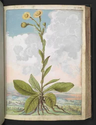 Baccara, uit "Schilderijen van Flora van de Romeinse Staten" door Gherardo Cibo
