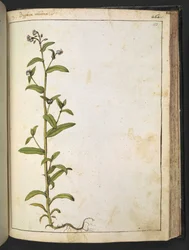 Buglossa, Anchusa azurea (Loddon Royalist), uit "Schilderijen van Flora van de Romeinse Staten" door Gherardo Cibo