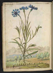 Centaurea cyanus: Een bloem met blauwe bloemblaadjes, uit "Schilderijen van Flora van de Romeinse Staten" door Gherardo Cibo