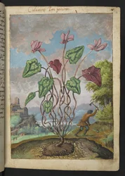 Cyclamen hederifolium, uit "Schilderijen van Flora van de Romeinse Staten" door Gherardo Cibo