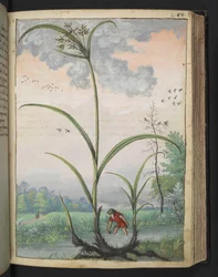 Cyperus serotinus, uit "Schilderijen van Flora van de Romeinse Staten" door Gherardo Cibo, Add MS 22333, f086r, c.1564-84