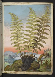 Dryopteris filix mas: Een varen, uit 
