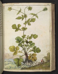 Geum urbanum, uit "Schilderijen van Flora van de Romeinse Staten" door Gherardo Cibo, Add MS 22333, f103r, c.1564-84