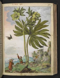 Helleboris viridis, uit "Schilderijen van Flora van de Romeinse Staten" door Gherardo Cibo, Add MS 22333, f095r, c.1564-84