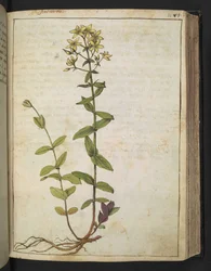 Hypericum perfoliatum, uit "Schilderijen van Flora van de Romeinse Staten" door Gherardo Cibo