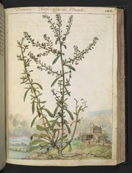 Lepidium graminifolium, uit "Schilderijen van Flora van de Romeinse Staten" door Gherardo Cibo