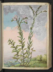 Linum viscosum: Een hoge plant met roze bloemen, uit "Schilderijen van Flora van de Romeinse Staten" door Gherardo Cibo
