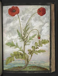 Papaver rhoeas (Klaprozen), uit "Schilderijen van Flora van de Romeinse Staten" door Gherardo Cibo