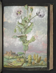 Papaver somniferum: Een plant met witte bloemblaadjes, uit "Schilderijen van Flora van de Romeinse Staten" door Gherardo Cibo