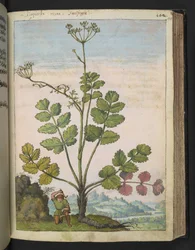 Pimpinella major, uit "Schilderijen van Flora van de Romeinse Staten" door Gherardo Cibo, Add MS 22333, f100r, c.1564-84
