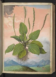 Plantago major, uit 