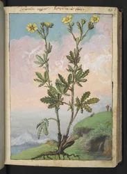 Potentilla recta: Een plant met gele bloemen, uit "Schilderijen van Flora van de Romeinse Staten" door Gherardo Cibo, Add MS 22333, f039r, c.1564-84