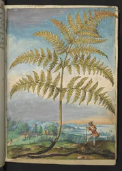 Pteridium aquilinium: Een varen, uit "Schilderijen van Flora van de Romeinse Staten" door Gherardo Cibo
