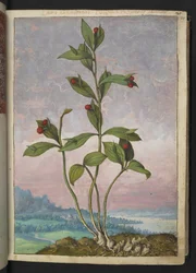 Ruscus hypoglossum: Een plant met rode bessen, uit "Schilderijen van Flora van de Romeinse Staten" door Gherardo Cibo