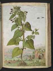 Scrophularia peregrina, uit 