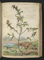 Hoge plant met groene bladeren en gele bloemen, uit "Schilderijen van Flora van de Romeinse Staten" door Gherardo Cibo
