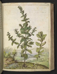 Teucrium scordium, uit 