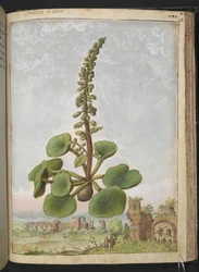 Umbilicus rupestris (Navelkruid): Eetbare bloeiende plant, uit "Schilderijen van Flora van de Romeinse Staten" door Gherardo Cibo