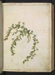 Veronica, uit "Schilderijen van Flora van de Romeinse Staten" door Gherardo Cibo
