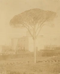[Boom in Formele Tuin Buiten Palazzo], 1860s-70s