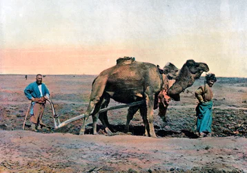 Boeren die ploegen met een kameel, Kaukasus, ca. 1890