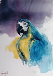 Blauw-gele ara