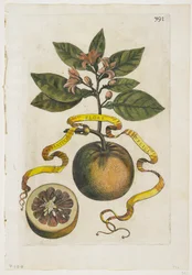 Aurantium Flore Duplici, uit Hesperides, 1646