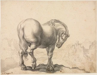 Studie van een Hengst