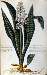 Aloë. Geneeskrachtige plant. Gravure - in "Historia botanica practica, seu plantarum, quae ad usum medicinae pertinent, nomenclatura, descriptio et virtutes..."