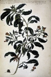 Botanische kaart: Belladona (Belladona Majoribus Folys)