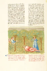 Decameron, De wijze plant - Dood van Pasquino , Vierde dag, kort verhaal 7.