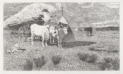Ossen aan de Kar (Maremma)