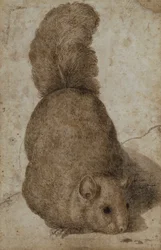 Een eekhoorn